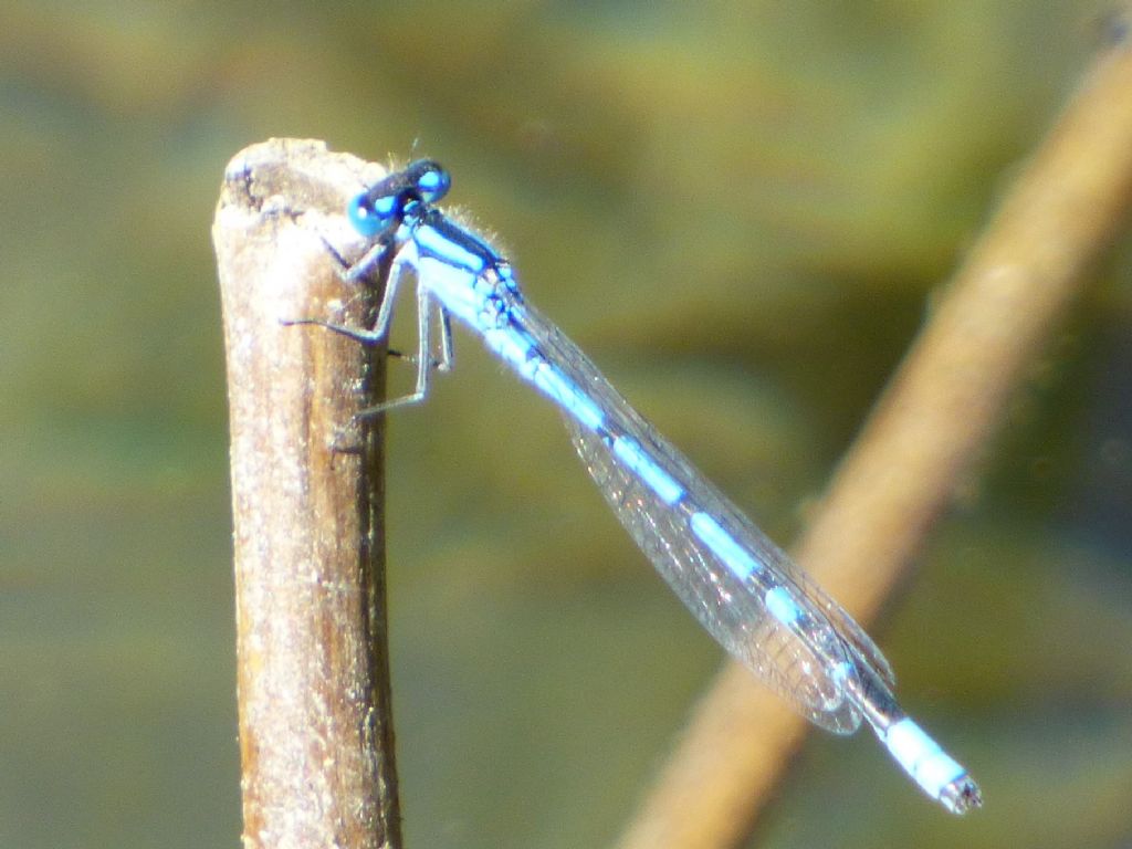Enallagma cyathigerum
